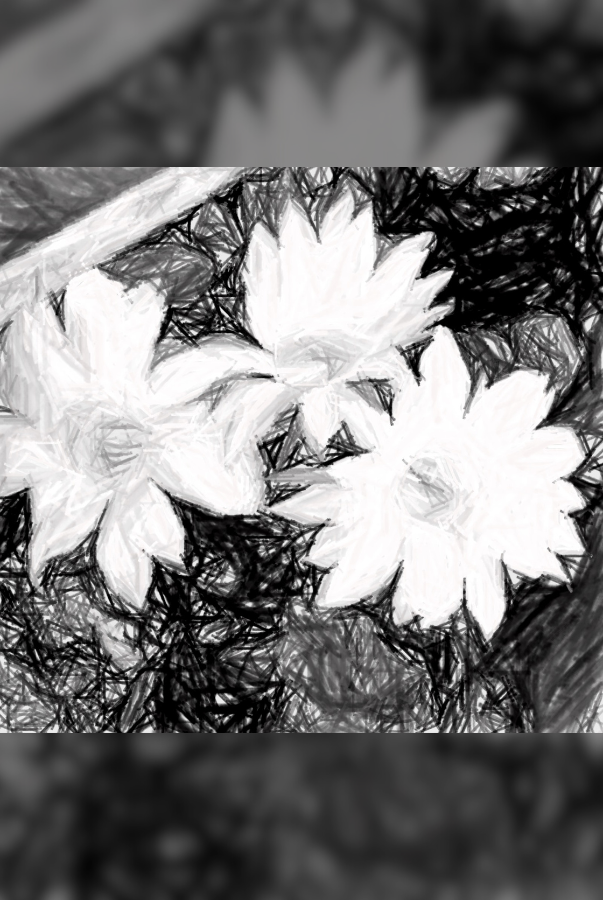 Flores de Cacto